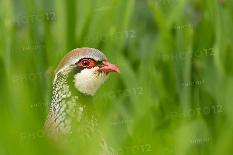 Red legged or French partridge (Alectoris rufa) adult bird head portrait, England, United Kingdom