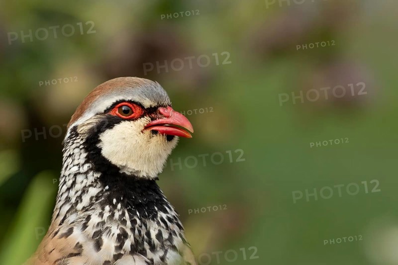Red legged or French partridge (Alectoris rufa) adult bird calling, England, United Kingdom