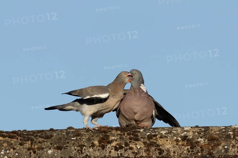 Wood pigeon (Columba palumbus) adult garden bird feeding a juvenile baby squab bird on a house roof in summer, England, United Kingdom