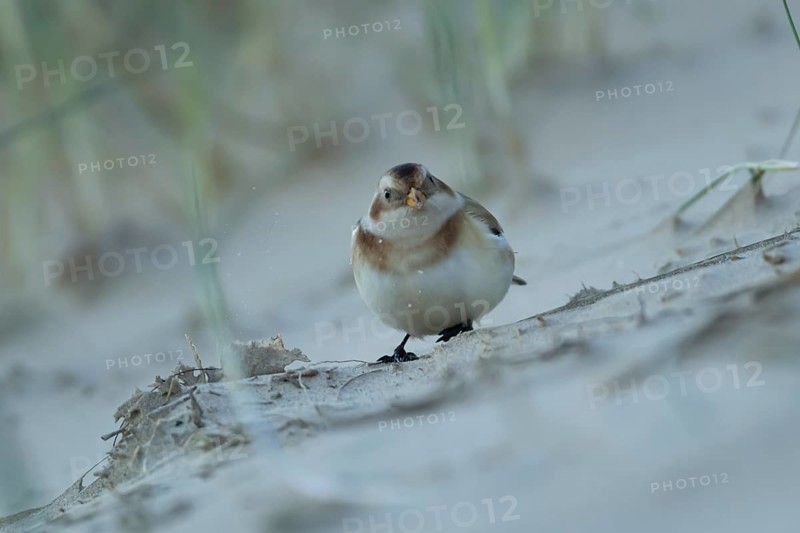 Snow bunting (Plectrophenax nivalis) adult bird feeding on a beach in winter, England, United Kingdom