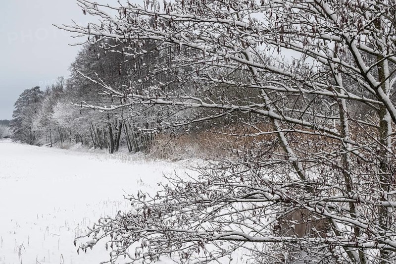 Winter landscape with black alder (Alnus glutinosa) along a ditch, Emsland, Lower Saxony, Germany