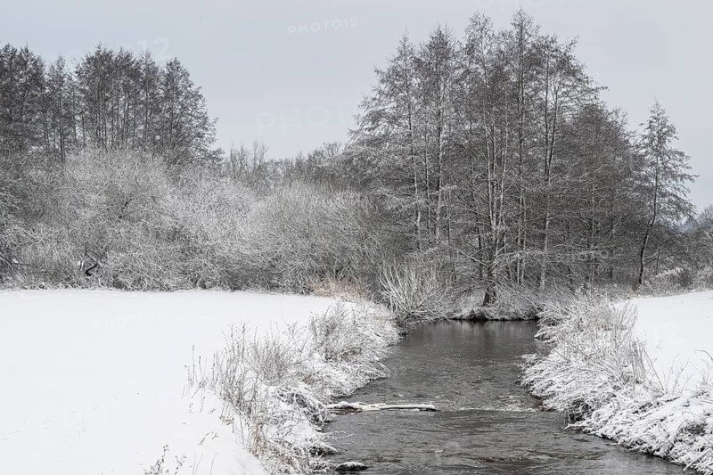 Winter landscape with black alders (Alnus glutinosa) and willows (Salix), Emsland, Lower Saxony, Germany