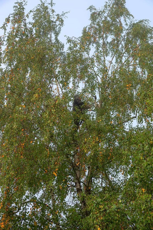 Tree climber cuts a birch (Betula), Eckental, Middle Franconia, Bavaria, Germany