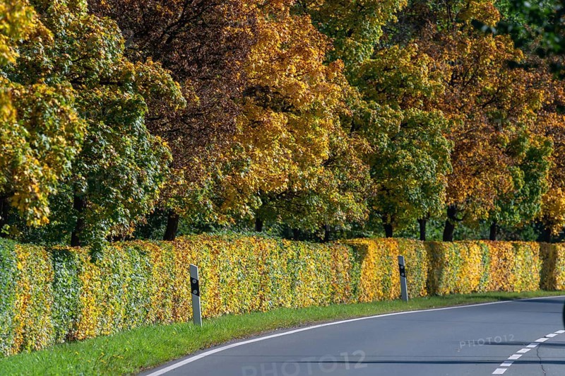 Beech hedges (Fagus) and trees in autumn colour along a road, Lauf an der Pegnitz, Middle Franconia, Bavaria, Germany