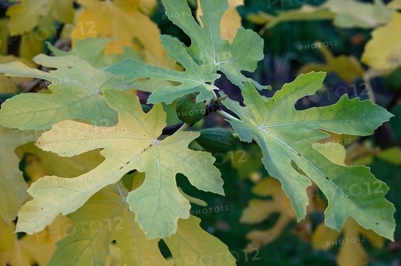 Autumn fig leaves (Ficus carica), Bavaria, Germany