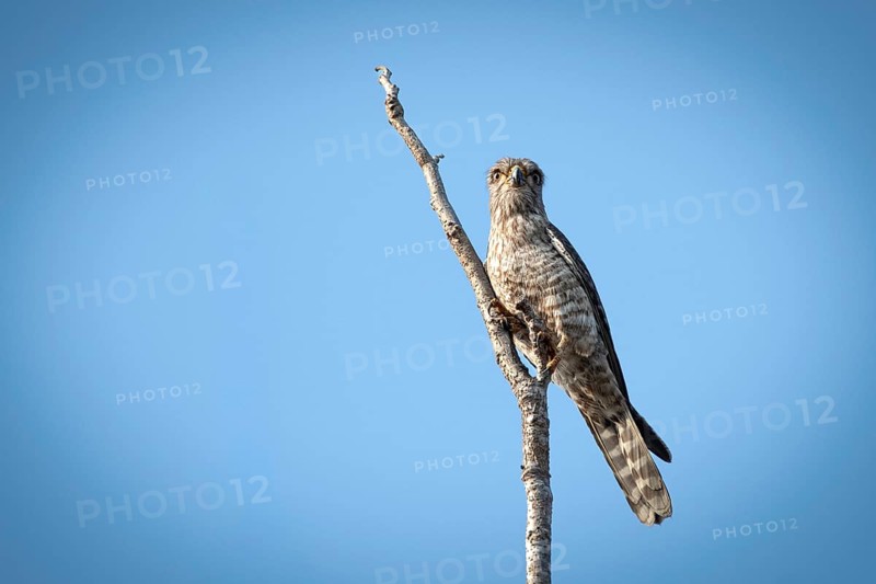 Bended Kestrel (Falco zoniventris) in the Ankarafantsika dry forest in western Madagascar