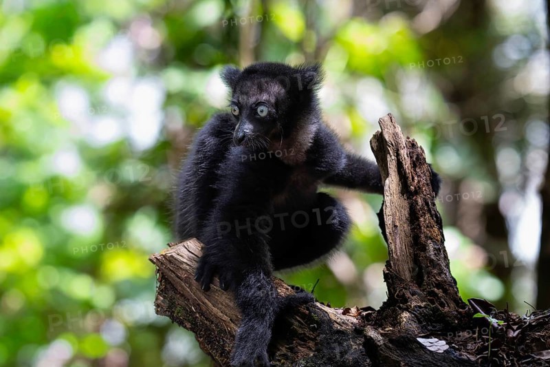 Indri lemur baby (Indri indri) in the mountain cloud forests of East Madagascar