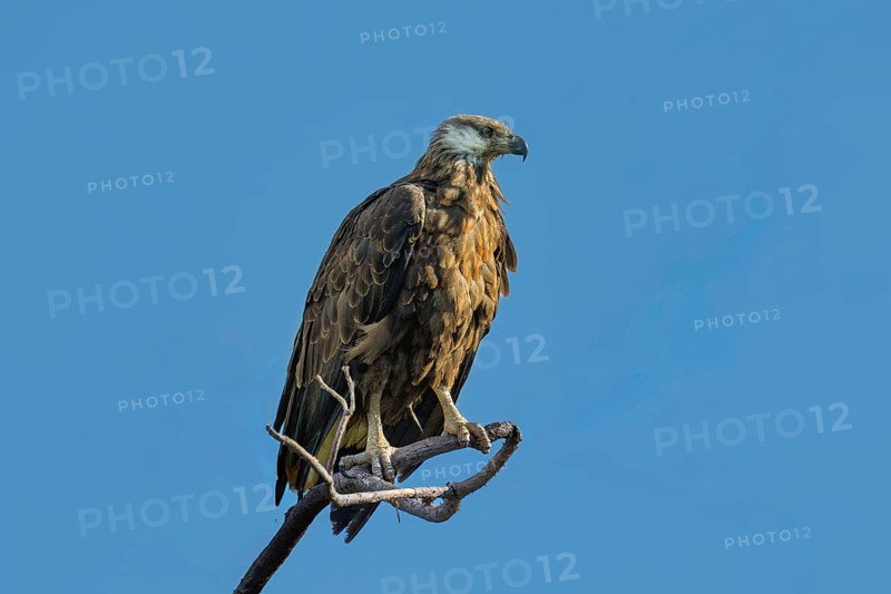 Madagascar Fish-Eagle, Malagasy Fish-Eagle (Haliaeetus vociferoides) in the dry forests of Ankarafantsika in western Madagascar