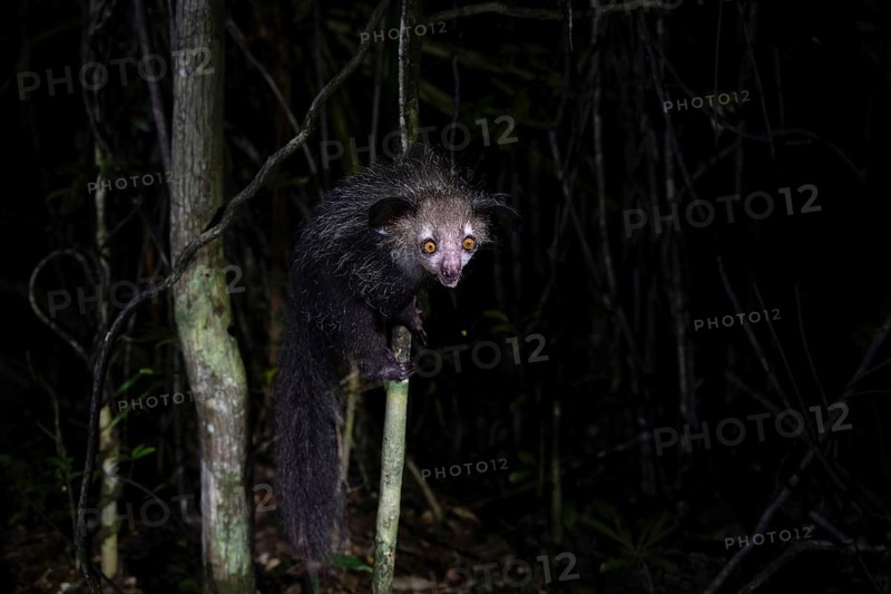 Aye-aye (Daubentonia madagascariensis) in the lowland rainforests of eastern Madagascar