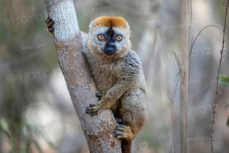 Male red-fronted lemur (Eulemur rufifrons) in the Kirindy dry forest, western Madagascar
