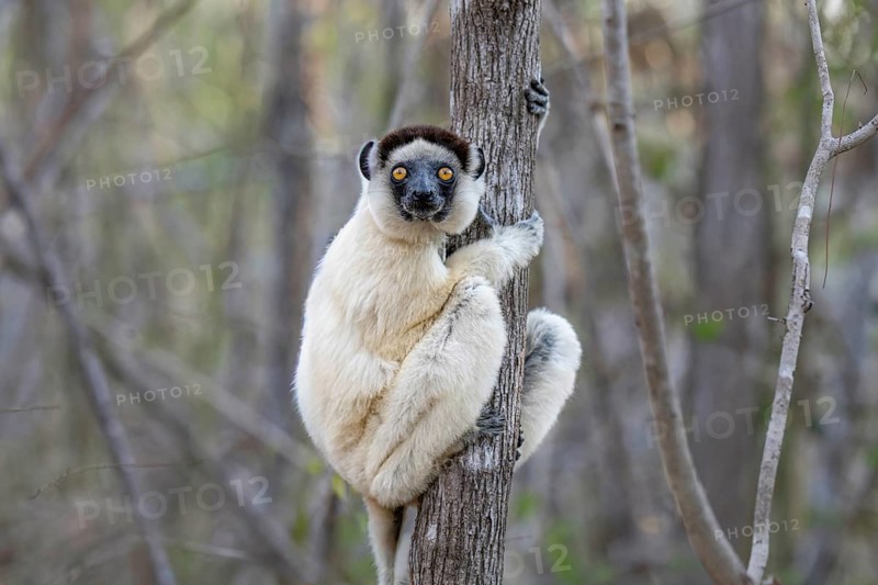 Larval sifaka (Propithecus verauxi) in the dry forests of Kirindy in western Madagascar
