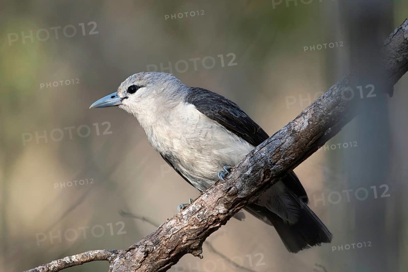 White-Headed Vanga female (Artamella viridis) in the dry forest of Ankarafantsika in western Madagascar