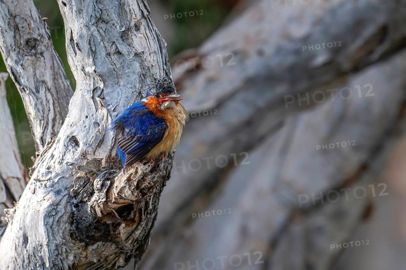 Malachite Kingfisher, Madagascar Kingfisher (Alcedo vintsioides) near the shore of a lake in western Madagascar