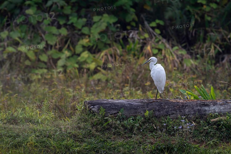 Little Egret (Ergretta garzetta) near water in the central highlands of Madagascar