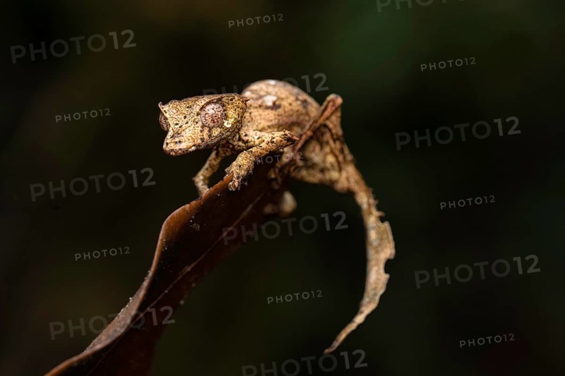 Satanic leaf-tailed gecko (Uroplatus phantasticus) in the rainforests of eastern Madagascar