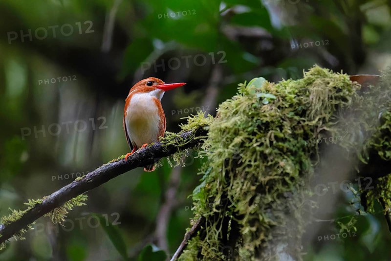 Pygmy Kingfisher (Corithornis madagascariensis) in the rainforests of the central highlands of Madagascar