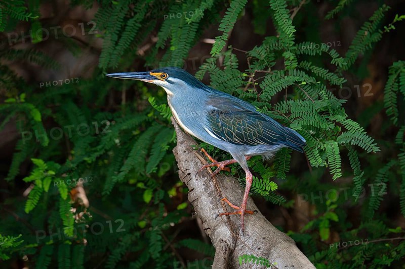 Green-Backed Heron (Butorides striata) at the edge of a lake in western Madagascar