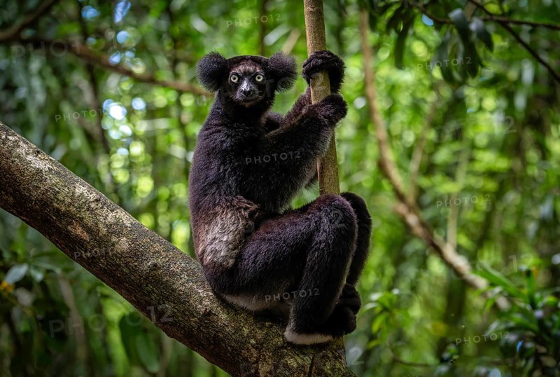 An Indri lemur (Indri indri) in the rainforest, in the central east of Madagascar