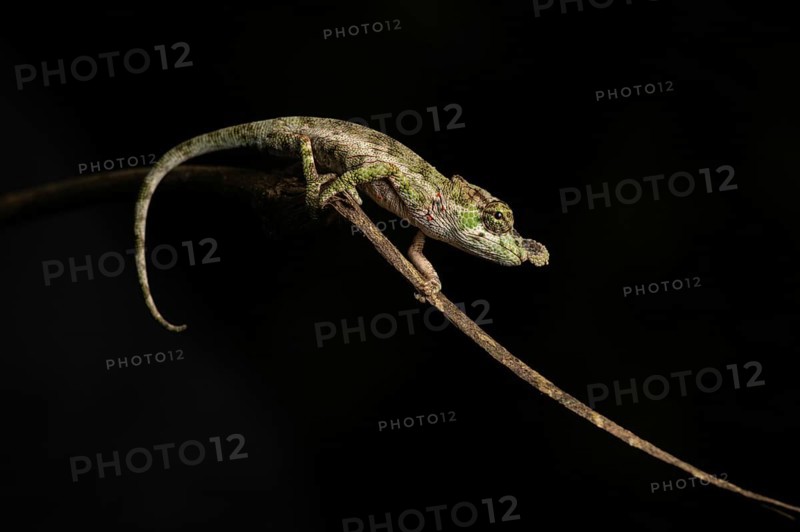 A male chameleon (Callumma hofreiteri) in the rainforests of the central highlands of Madagascar