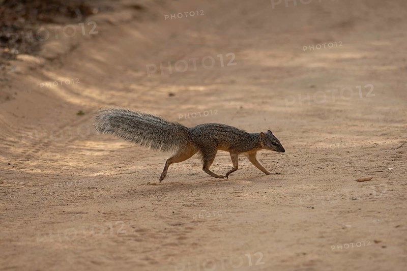 The narrow-striped mongoose (Mungotictis decemlineata) in the Kirindy dry forests in western Madagascar
