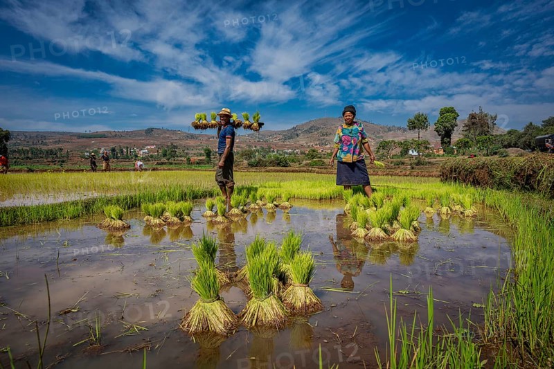 Rice farmers spreading rice seedlings in a rice field in the central highlands of Madagascar