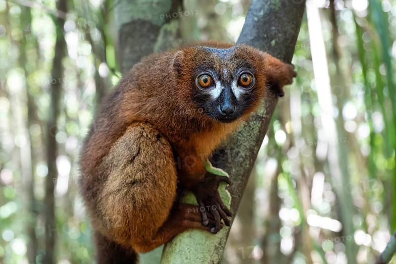 Red-bellied lemur (Eulemur rubriventer) in the rainforests of eastern Madagascar