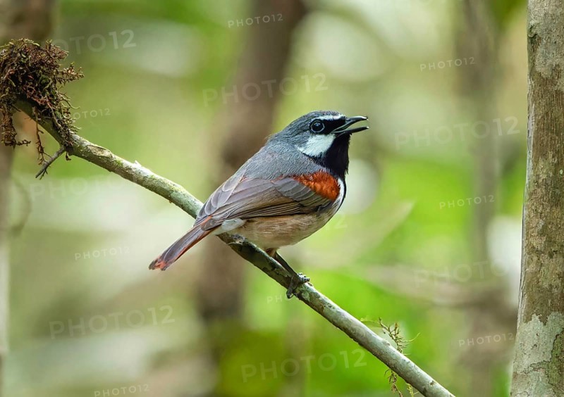 Red-tailed vanga (Calicalicus madagascariensis) in the mountain cloud forests of eastern Madagascar