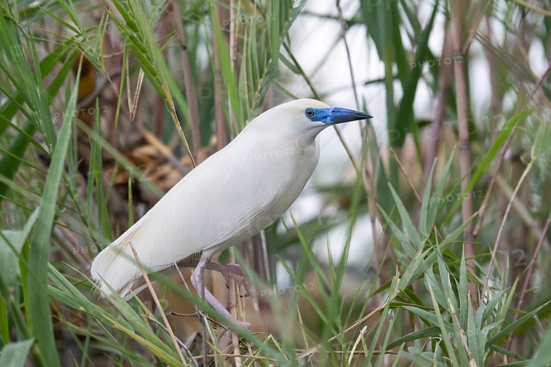 Thick-billed Heron, Malagasy Pond Heron (Ardeola idae) in the reeds of a lake in Ankarafantsika National Park, western Madagascar