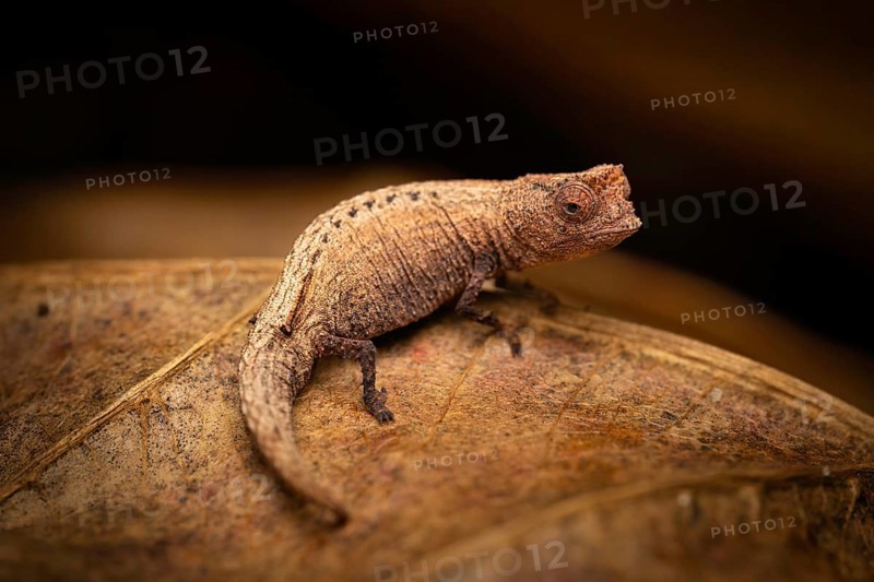 Earth chameleon (Brookesia nofy) in the lowland rainforests of eastern Madagascar