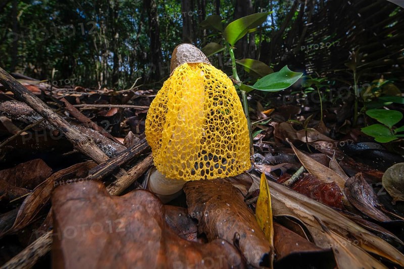 Mushroom, morch in lowland rainforests in eastern Madagascar