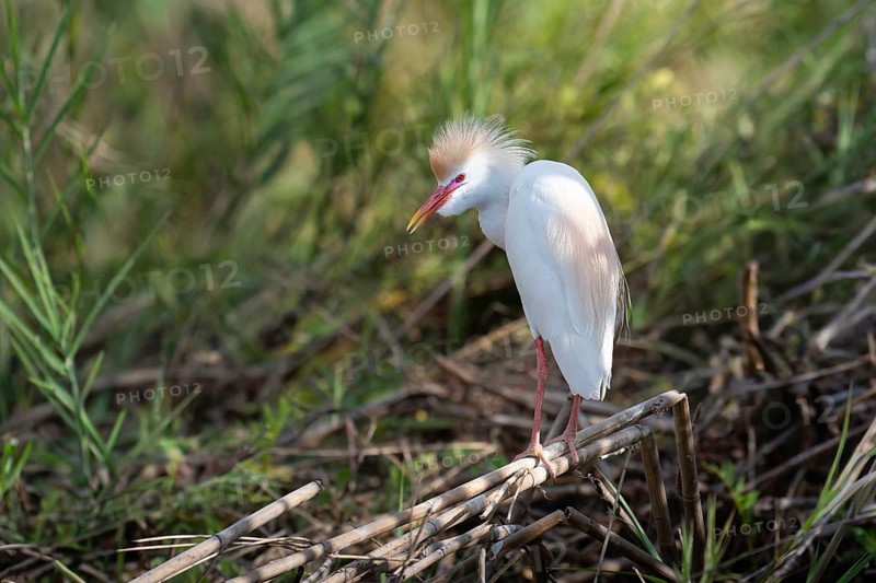 Western Cettle-Egret (Bubuclus ibis) in the reeds of a lake in western Madagascar