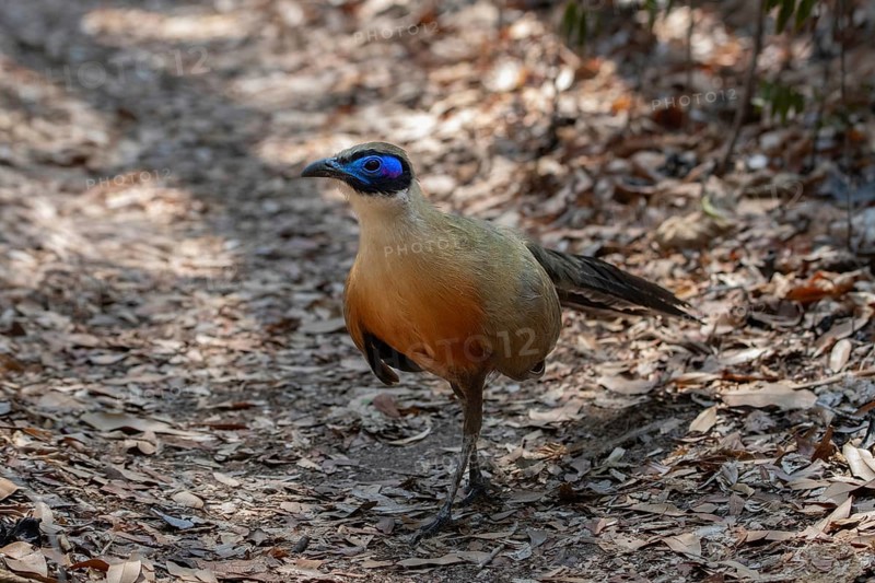Giant Coa (Coa gigas) in the dry forests of Ankarafantsika in western Madagascar