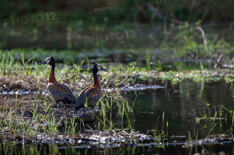 White-Faced Whistling Duck (Dendrocygna viduata) at a lake in western Madagascar