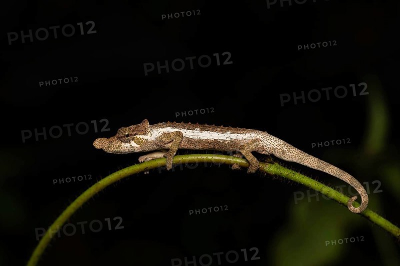 A male chameleon (Calumma fallax) in the rainforests of south-east Madagascar