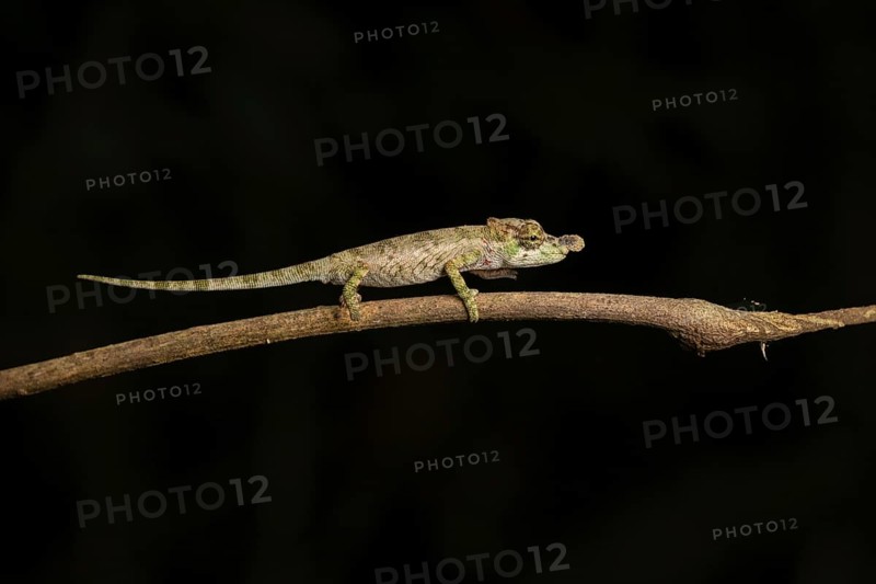 Male chameleon (Calumma hofreiteri) in the rainforests of the central highlands of Madagascar