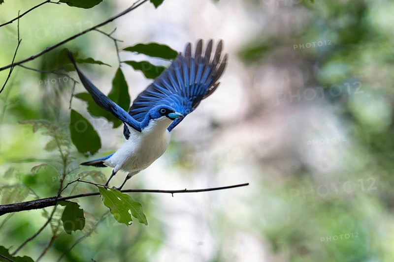 Blue Vanga, Madagascar Blue Vanga (Cyanolanius madagascariensis) in the dry forest of Ankarafantsika in western Madagascar