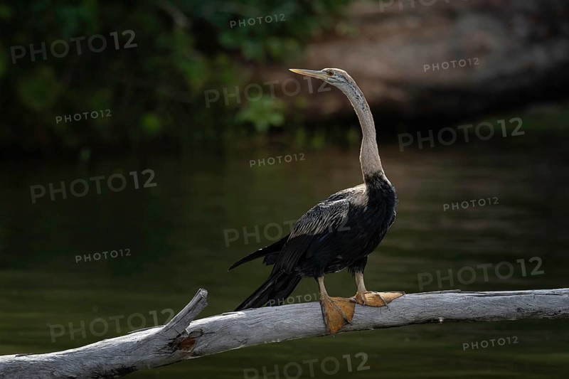 African Darter (Anhinga rufa) at a lake in the west of Madagascar