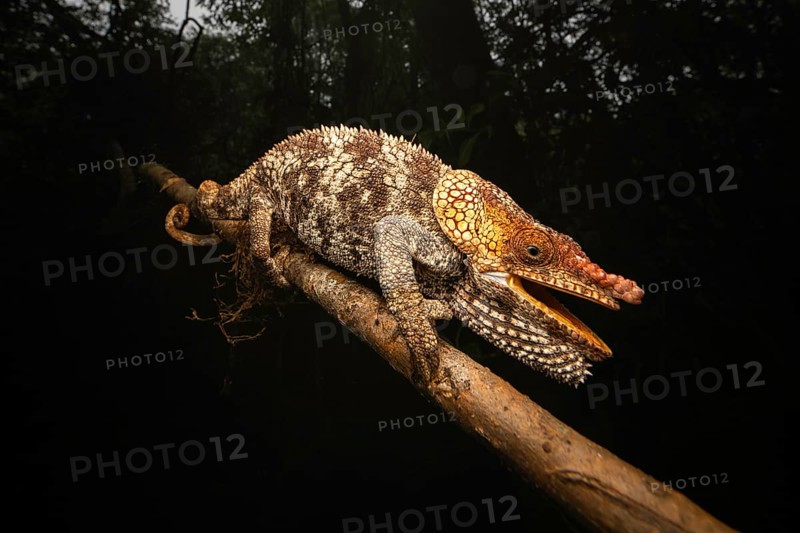 Short-horned chameleon (Callumma brevicornis) in the rainforests of eastern Madagascar