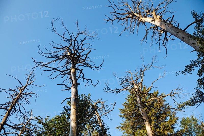 Forest dieback, pine forest, Scots pine (Pinus sylvestris), Upper Bavaria, Germany