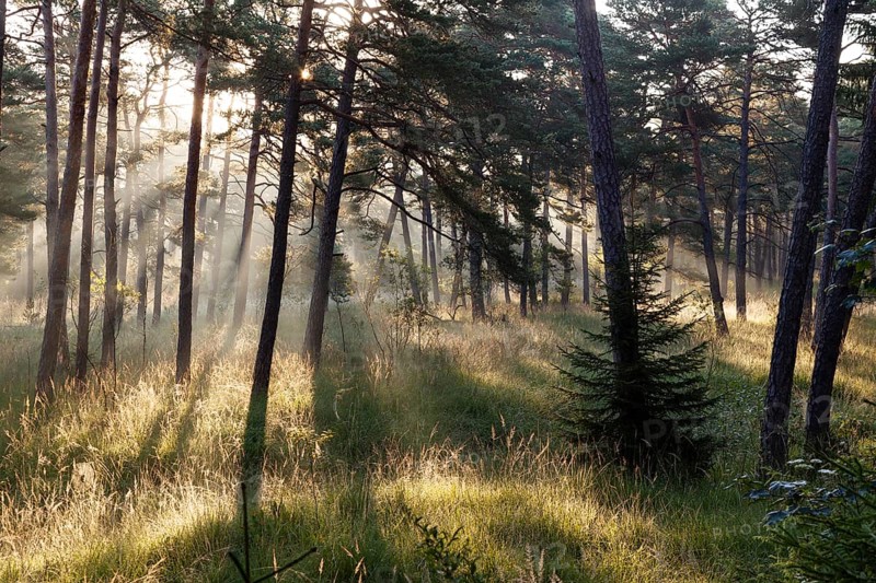 Morning atmosphere in a pine forest, Scots pine (Pinus sylvestris), Pupplinger Au, Isar floodplains, Upper Bavaria, Germany
