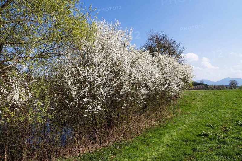 Blackthorn (Prunus spinosa), blackthorn hedge in bloom, Alpine foothills, Upper Bavaria, Germany