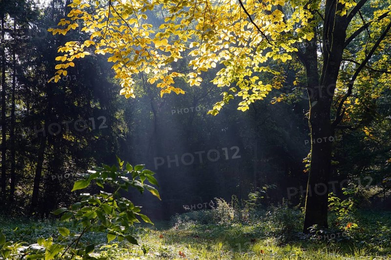 European beech (Fagus sylvatica), in autumn, Upper Bavaria, Germany