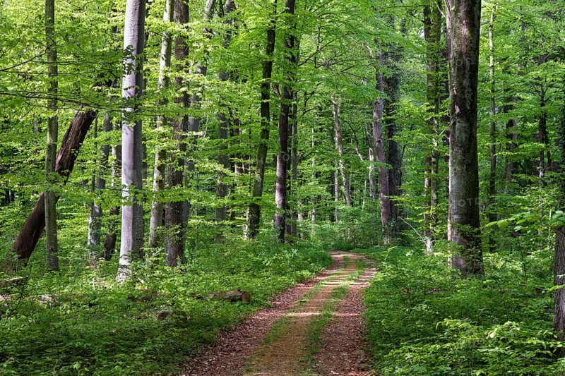 Mixed forest in spring, copper beech (Fagus sylvatica), English oak (Quercus Robur) Upper Bavaria, Germany