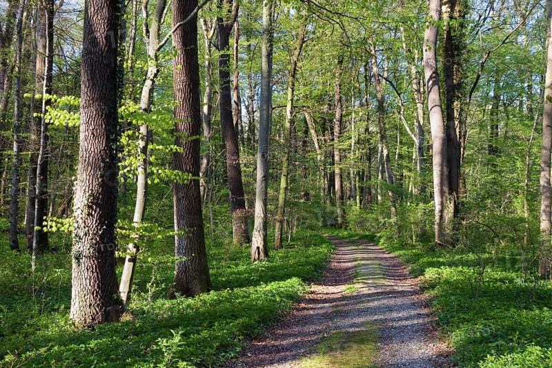 Trail through mixed deciduous forest in spring with beech, maple and oak trees, Upper Bavaria, Germany