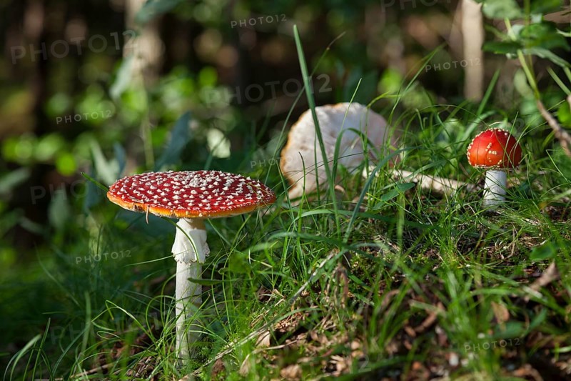 Fly agaric (Amanita muscaria), Isar valley, Bavaria, Germany