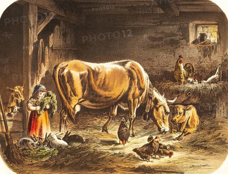 Toddler playing with many animals in the stable, agriculture, animal husbandry, cow with calf, chickens and roosters pick grains, hay, little girl feeds rabbits with cabbage leaves, rural idyll, happiness, peace, animal welfare, colored lithography, Germany, historical illustration 1867