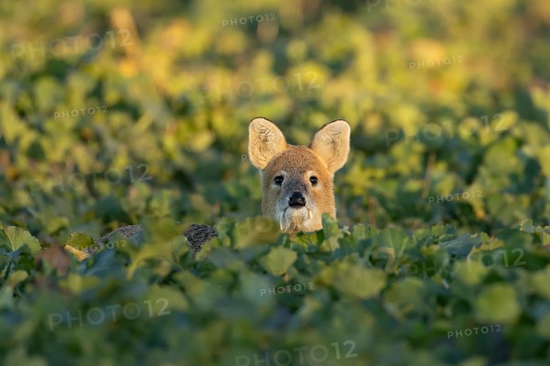 Chinese water deer (Hydropotes inermis) adult animal in an arable farm oilseed rape crop field, England, United Kingdom