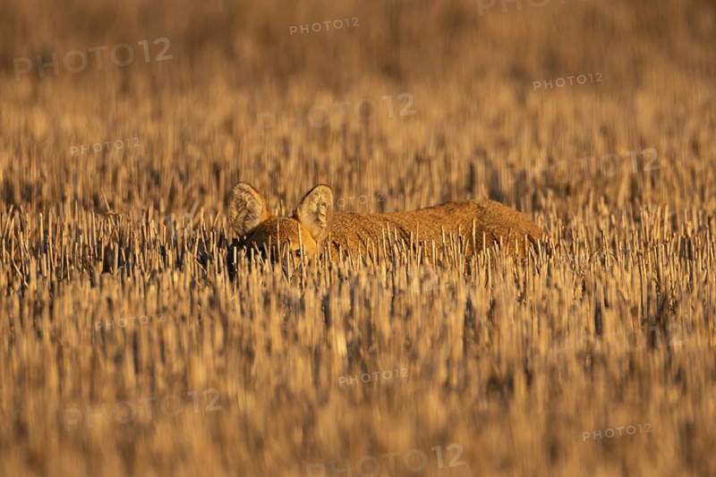 Chinese water deer (Hydropotes inermis) adult animal resting in a farm stubble field, England, United Kingdom