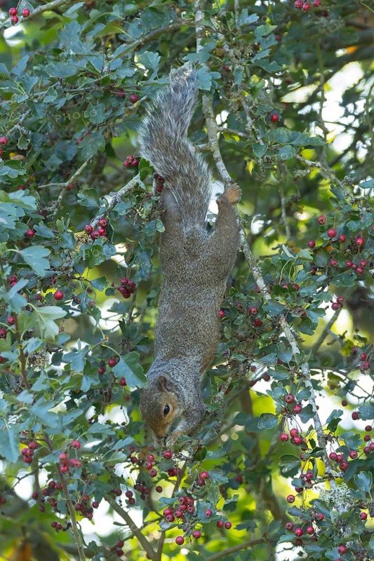 Grey squirrel (Sciurus carolinensis) adult animal feeding on Hawthorn tree berries in summer, England, United Kingdom