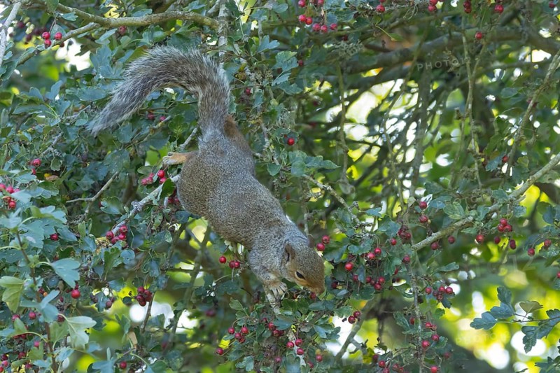 Grey squirrel (Sciurus carolinensis) adult animal feeding on Hawthorn tree berries in summer, England, United Kingdom